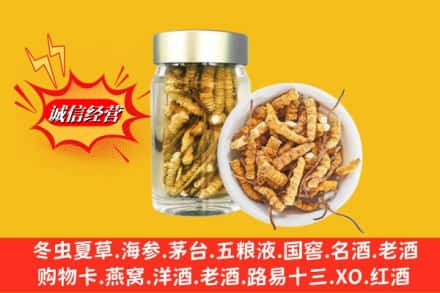 江油市回收散虫草