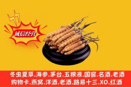 江油市名酒回收冬虫夏草.jpg